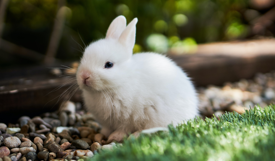 Comment couper les griffes d'un lapin ? - Jardiland
