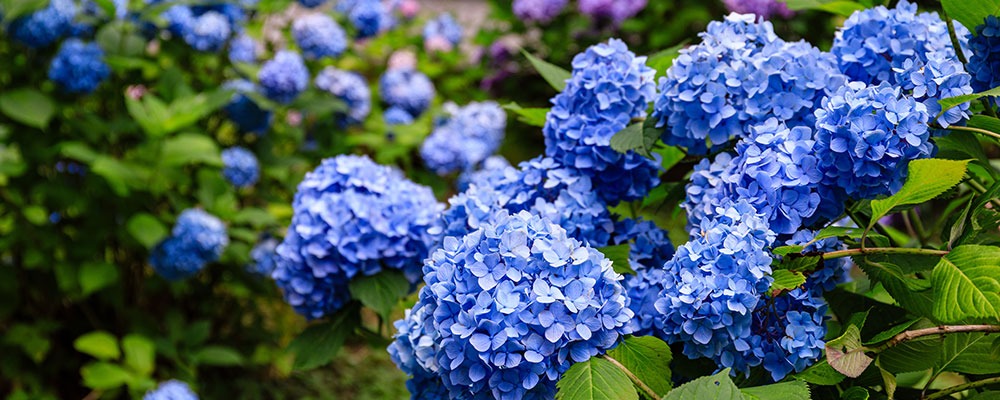 L'hortensia