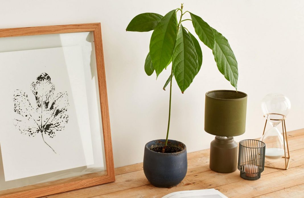 Comment faire pousser un avocat à partir de son noyau ? - Jardiland