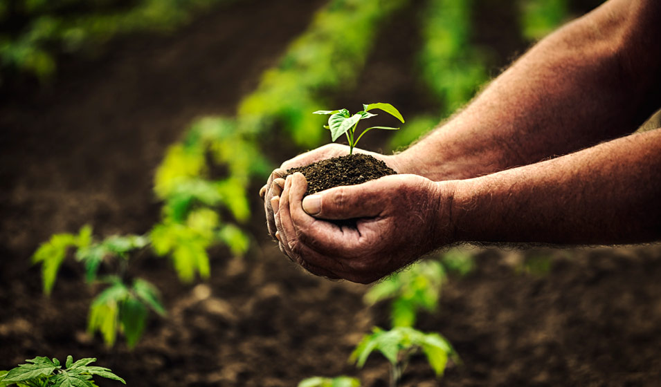 Comment réaliser un potager vertical ? - Jardiland