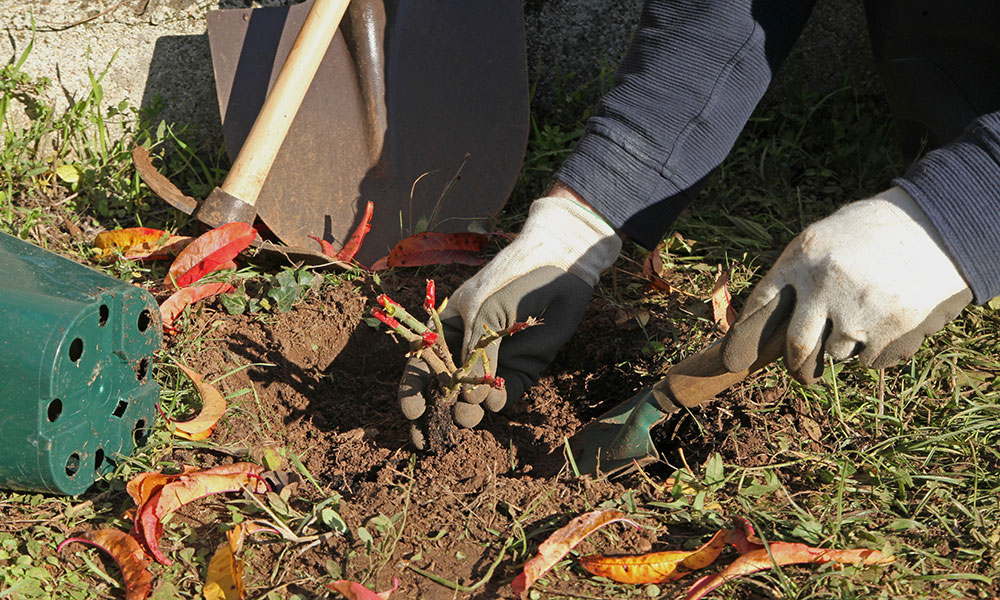 Les rosiers se plantent en automne pour un bon enracinement avant l'hiver