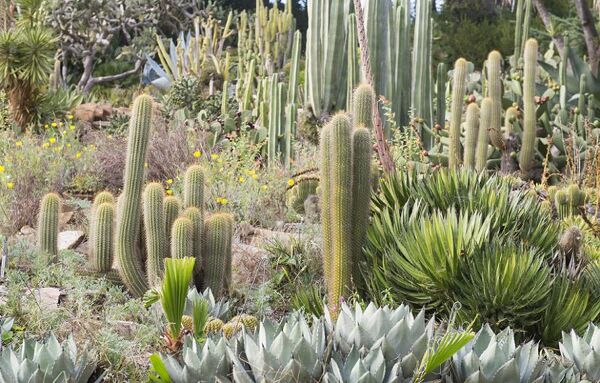 Cactus et plantes grasses : entretien, rempotage - Gamm vert