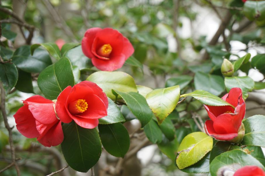 Chlorose du camélia