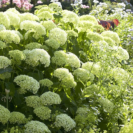 Les ombelles blanches généreuses de l'hortensia 'Annabelle'