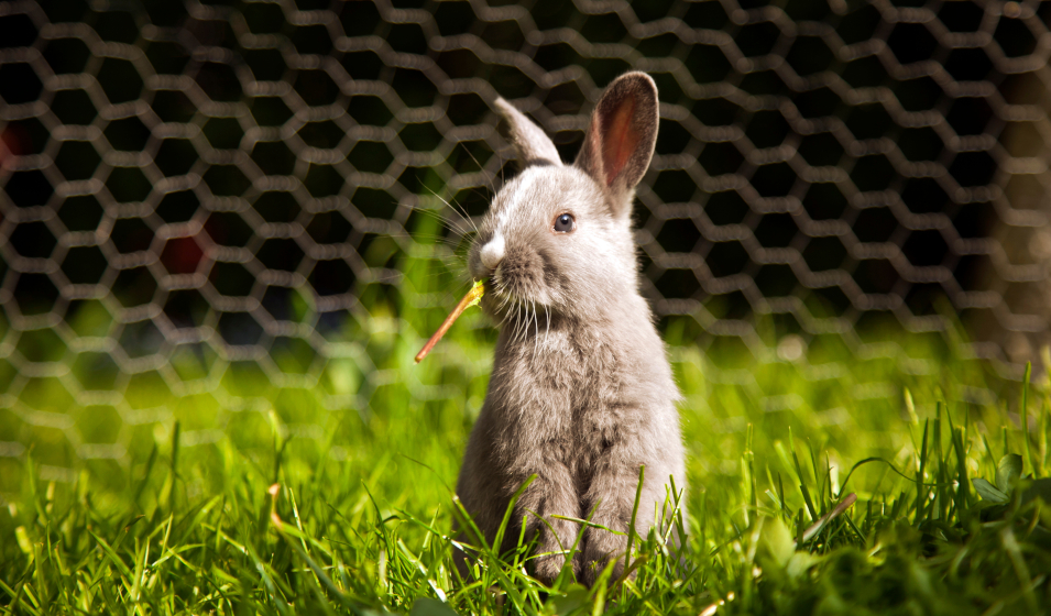 lapin légume