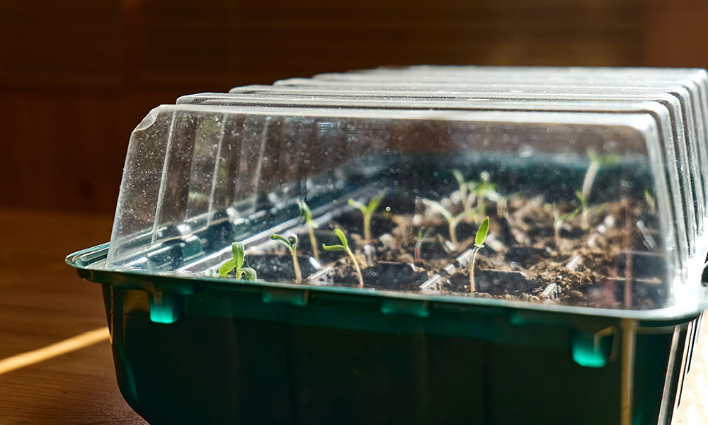Une mini-serre pour aider à la levée des graines