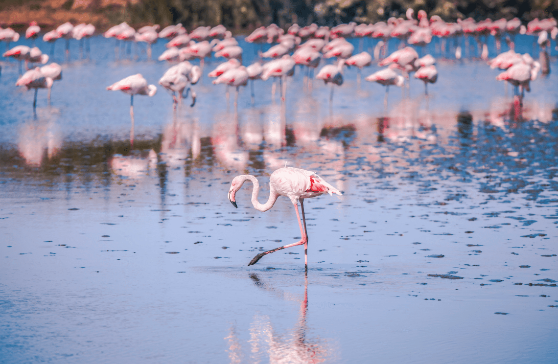 Les flamants roses