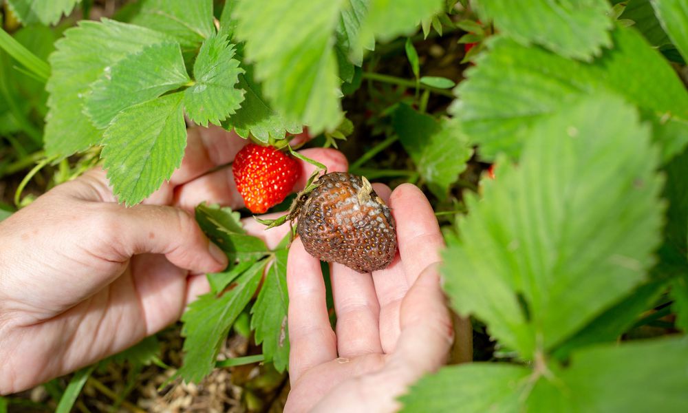 Pourriture grise sur des fraises