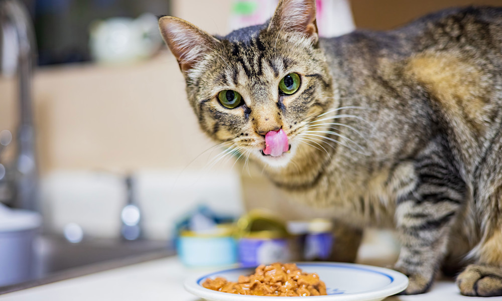 Comment trouver la meilleure pâtée pour votre petit gourmand ?