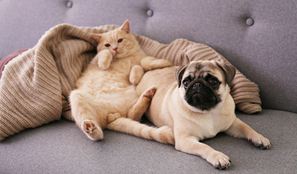 Un chien carlin et un chat roux clair se reposent sur un canapé avec couverture
