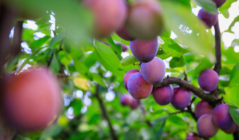 Le fruitier facile à vivre 