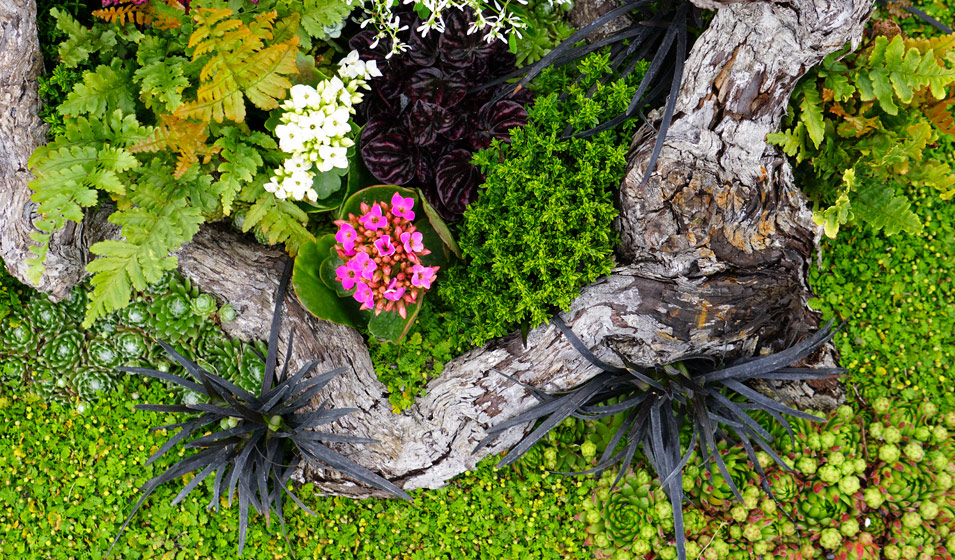 tronc arbre fleurir