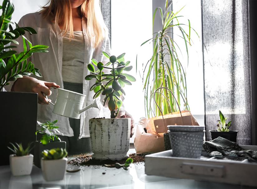 4 méthodes simples d'humidifier les plantes d'intérieur pour les