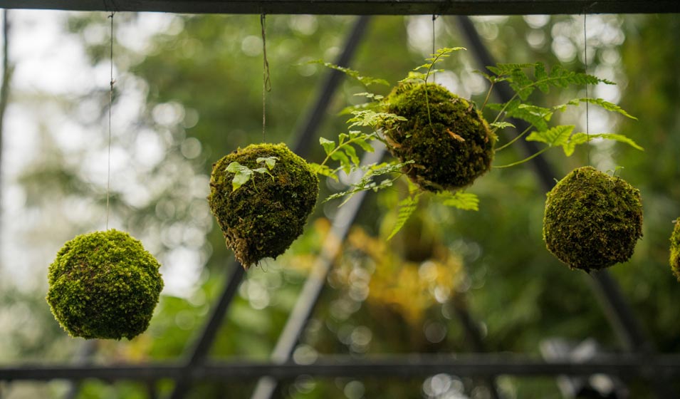 Des plantes au sommet 