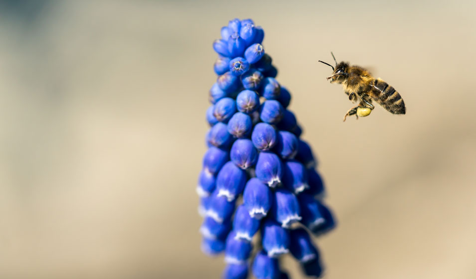 Maladies et parasites du muscari