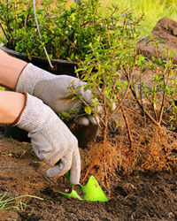 Plantez en racines nues en automne-hiver