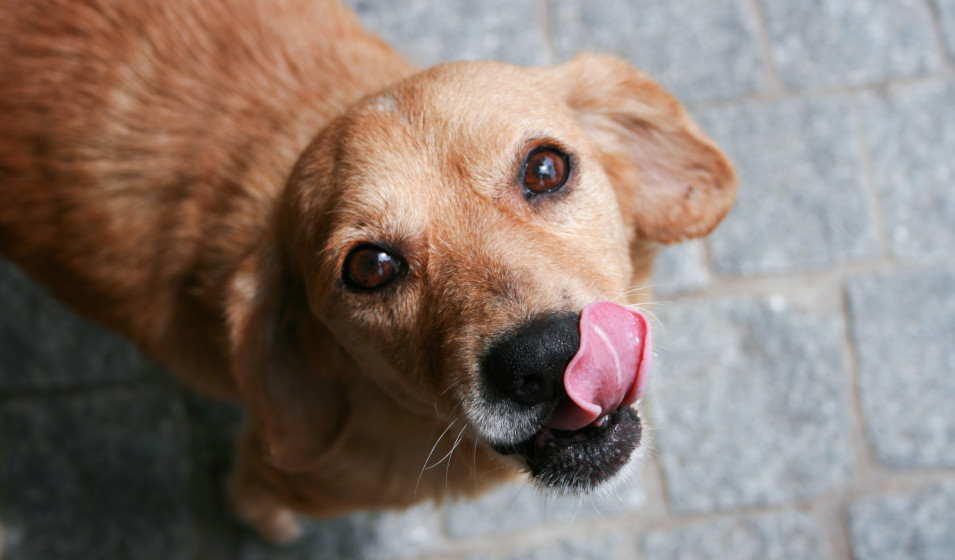 distributeur croquettes chien 9