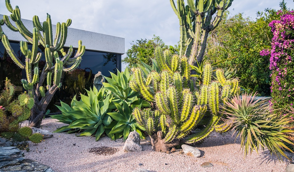 Comment entretenir un cactus en extérieur ? - Jardiland