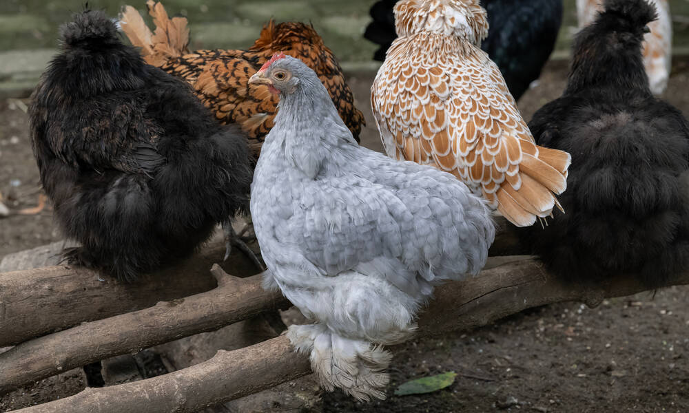 Des poules Pékin