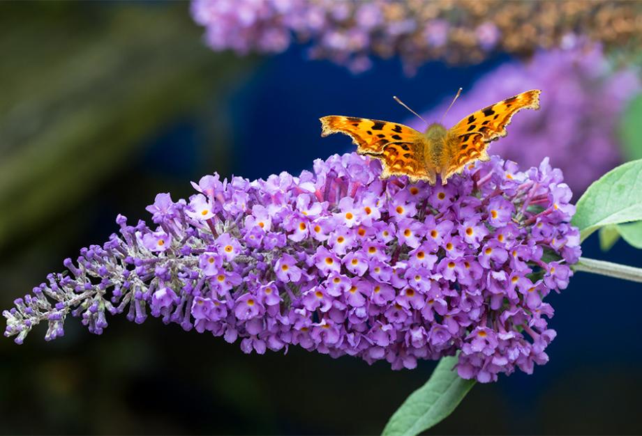 Buddleia
