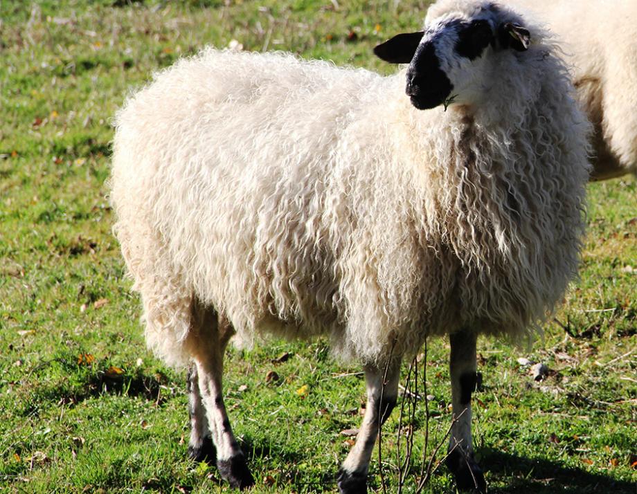Tondeuse à mouton - Elevage Mouton