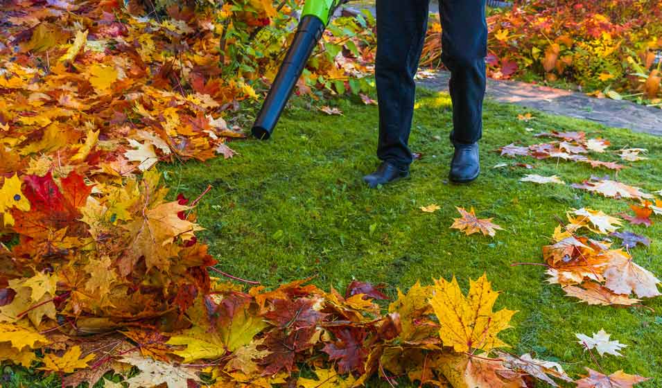 Haut les feuilles, vous êtes cernées 
