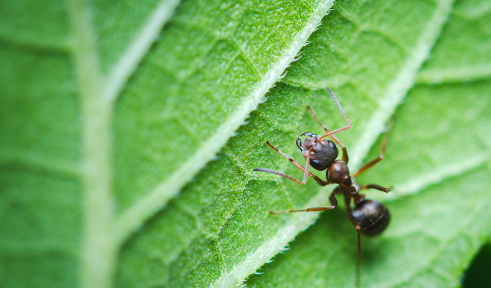 desc