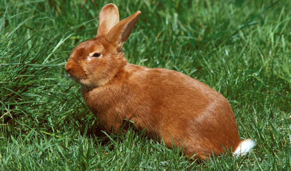 Un lapin fauve de Bourgogne est assis dans l'herbe