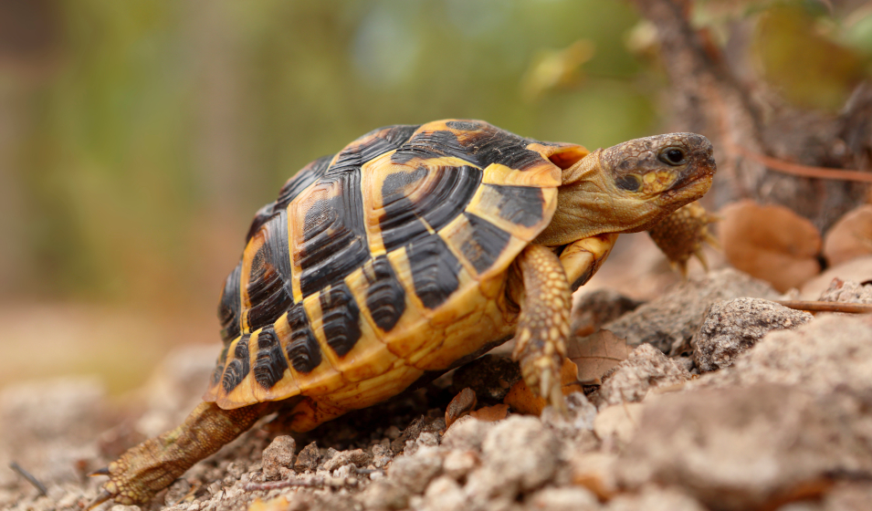 Élever une tortue terrestre à la maison : réglementation, conseils