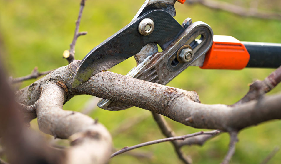 Quels arbres et arbustes tailler en février ?