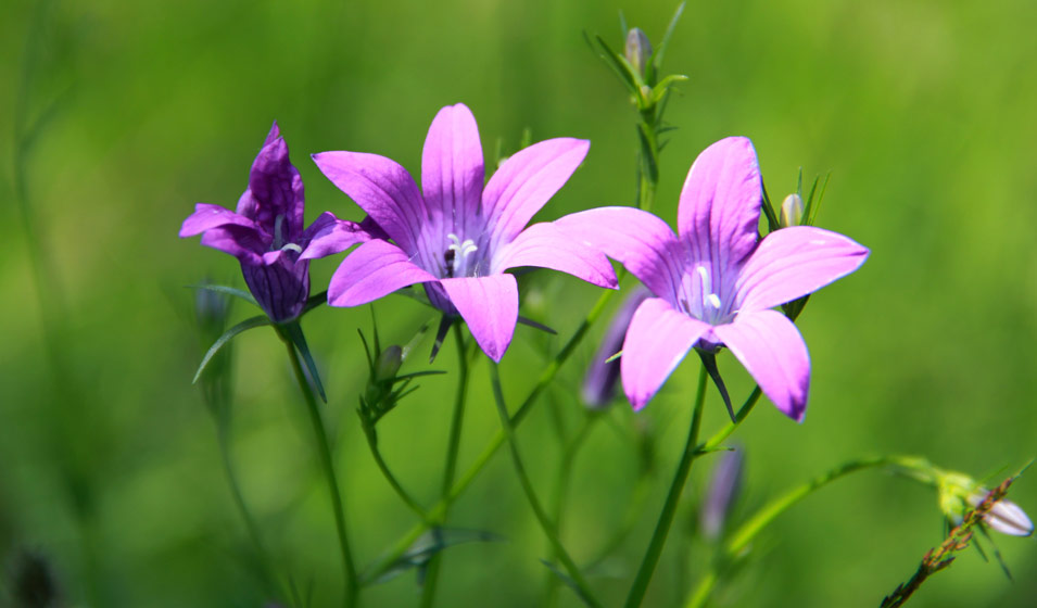 Campanules