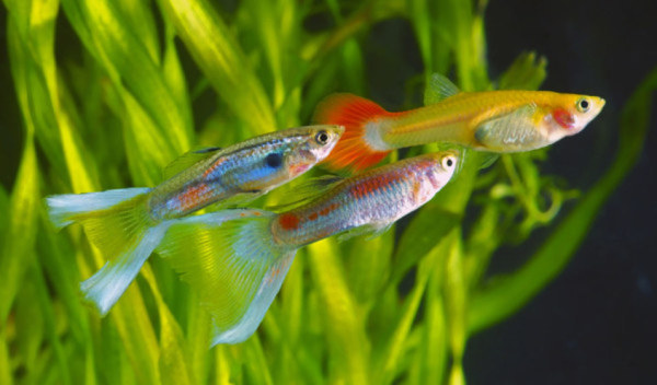 L'aquarium à poissons rouges : 12 conseils pour réussir