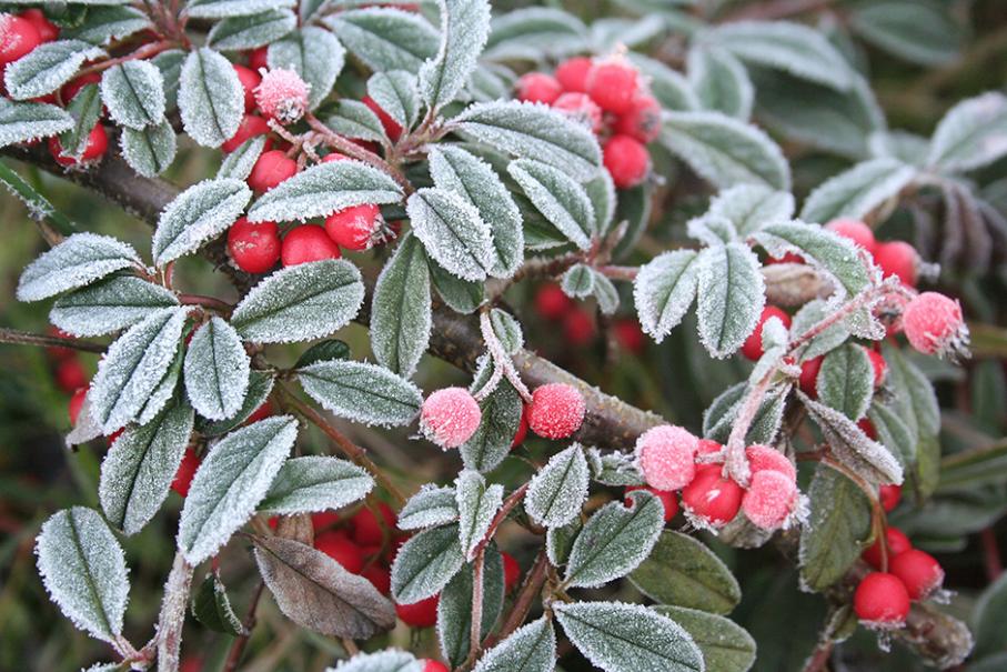 Le froid est aussi un allié
