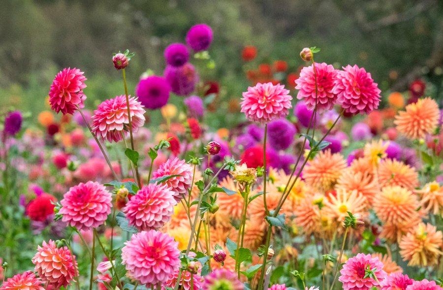 Fleur d'automne : les 30 plus belles fleurs d'automne au jardin