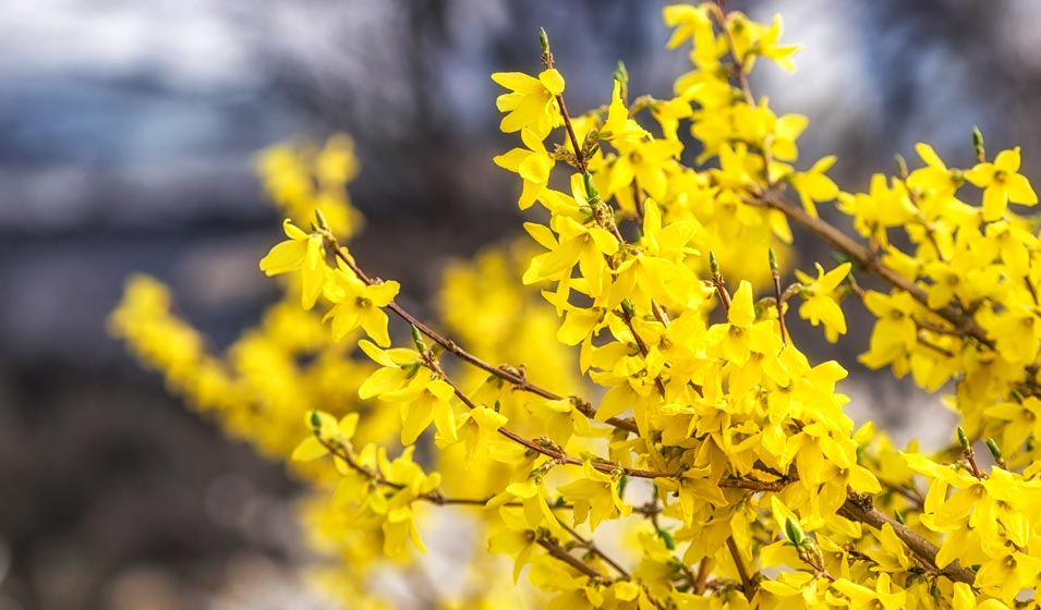 Le forsythia, cet emblème du printemps