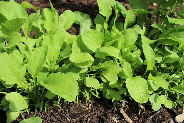 Les carottes et les radis peuvent être semés sur le même rang de potager