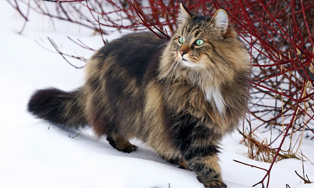 Dans la légende norvégienne, on dit que la déesse Freyja avait un chat Norvégien aussi !