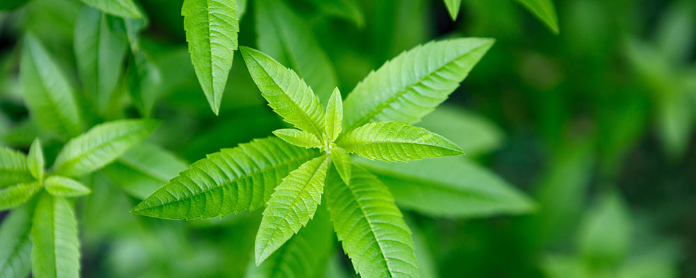 La verveine citronnelle