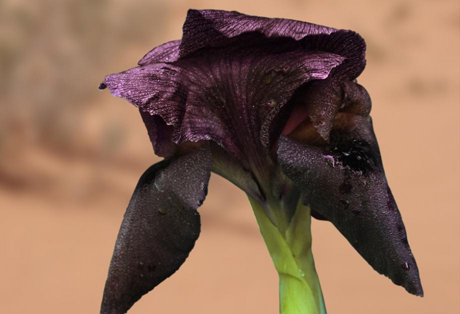 Iris noir de Jordanie