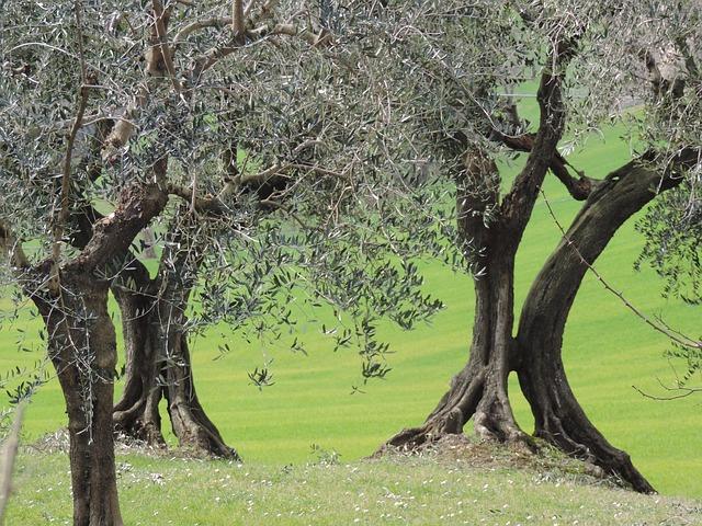 Voile hivernage olivier