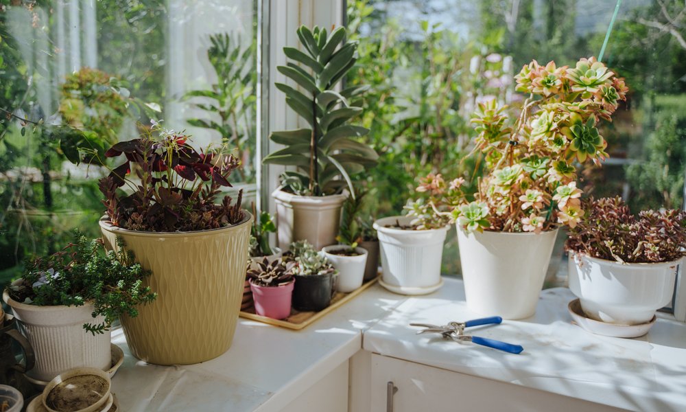 Une jolie variété de plantes baignées de lumière dans une véranda