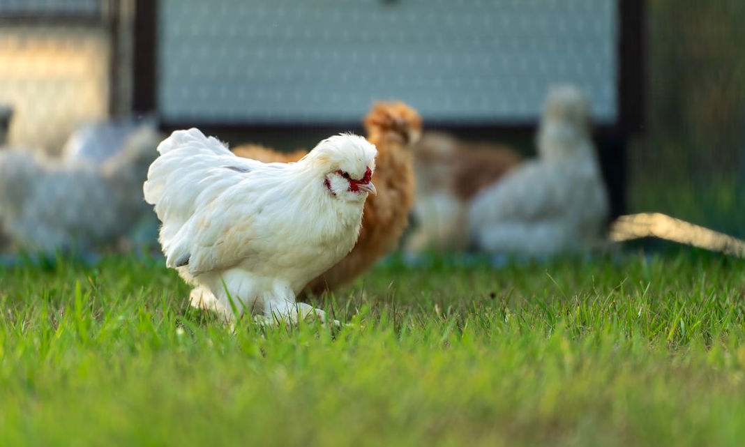 Les poules d’ornement peuvent aussi être de bonnes pondeuses