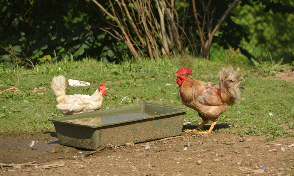 La zone autour de l'abreuvoir est un des points chauds en termes de boue 