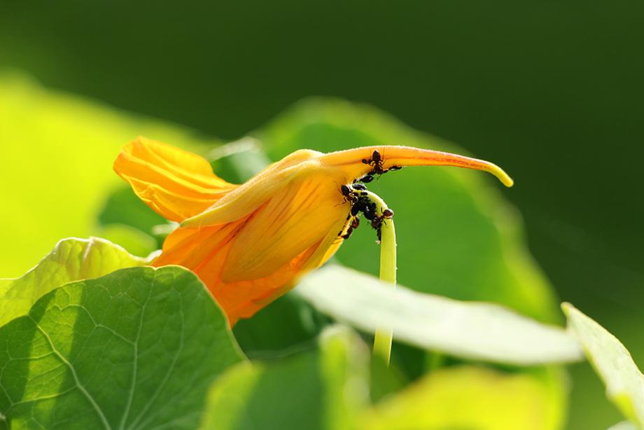 Fourmis et pucerons sur Capucine