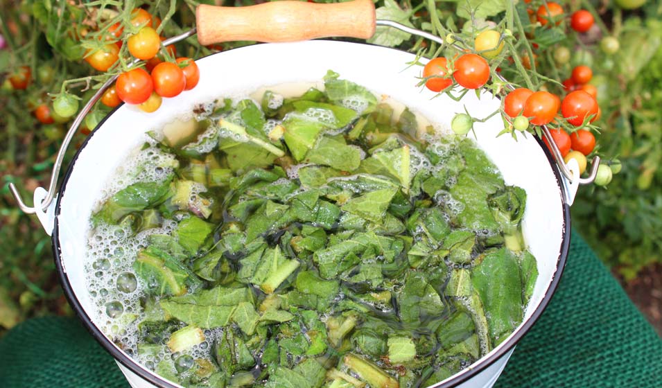 Le purin de consoude, le meilleur ami de votre potager d'été 