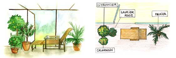 Schéma de mise en place de plantes d'orangerie