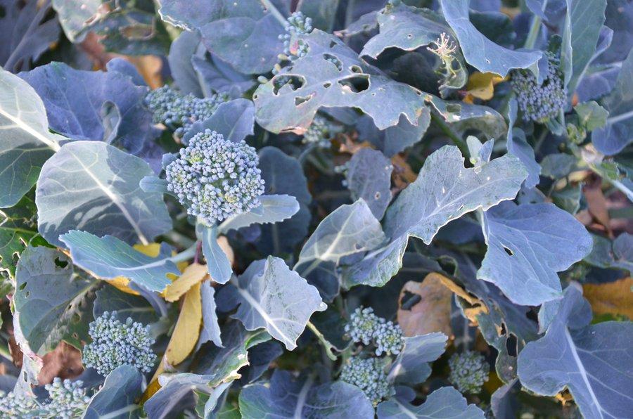 Brocolis en fleur : que faire ? - Gamm vert