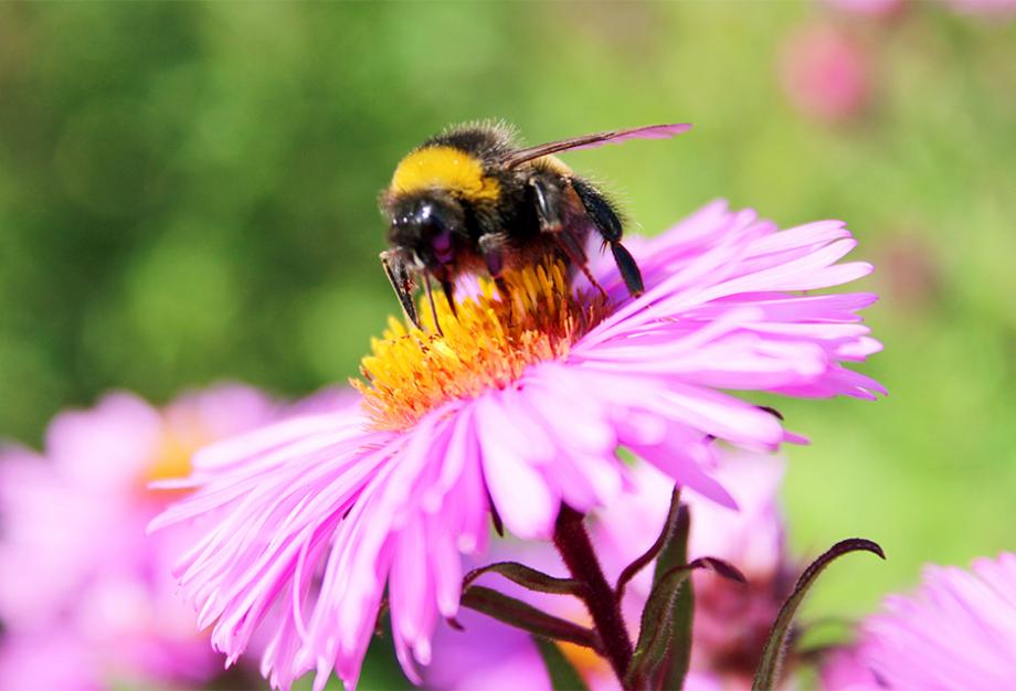Aster