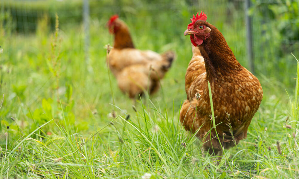 Une surface herbeuse et vaste, le top pour des poules heureuses !