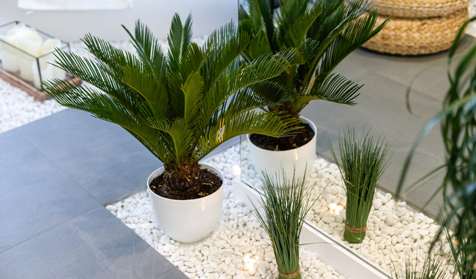 Palmier en pot - Jardinet - Équipez votre jardin au meilleur prix
